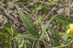 Hairy cowpea